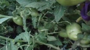 ТОМАТ ПЕТРУША - ОГОРОДНИК №7. ХОРОШО ВОССТАНАВЛИВАЕТСЯ ПОСЛЕ ПОДМЕРЗАНИЯ КУСТА.