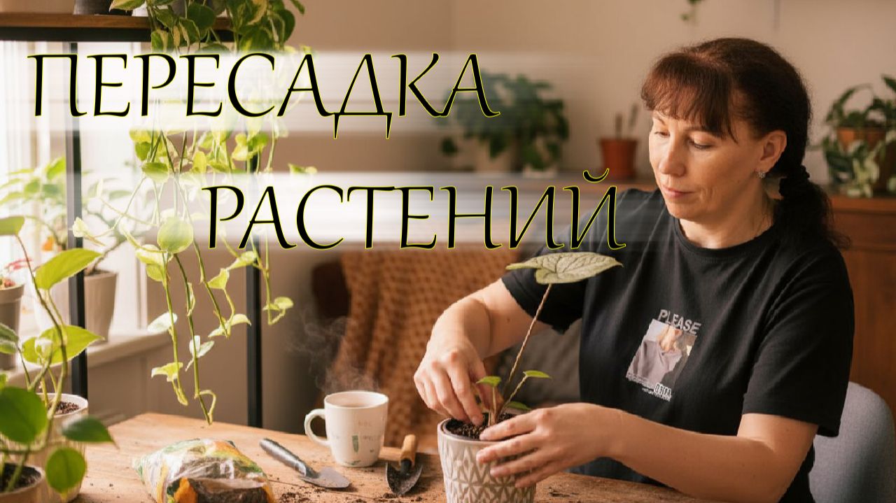 Пересадка растений в декабре смотреть онлайн