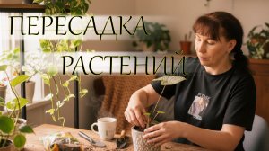 Пересадка растений в декабре