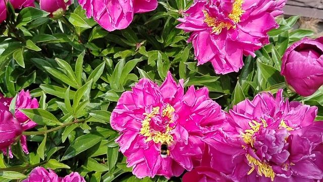 Пион 'Карл Розенфельд' (Karl Rosenfield) в нашем саду 2025 смотреть онлайн