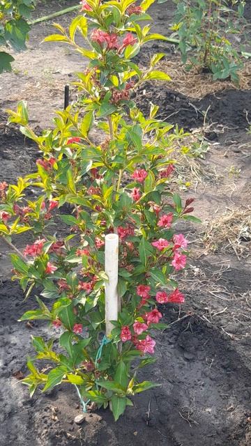 Вейгела гибридная Ева Ратке (Eva Rathke). смотреть онлайн