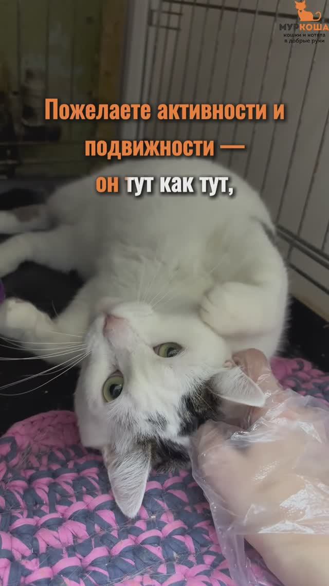 Листопад ждёт вас в приюте #Муркоша смотреть онлайн