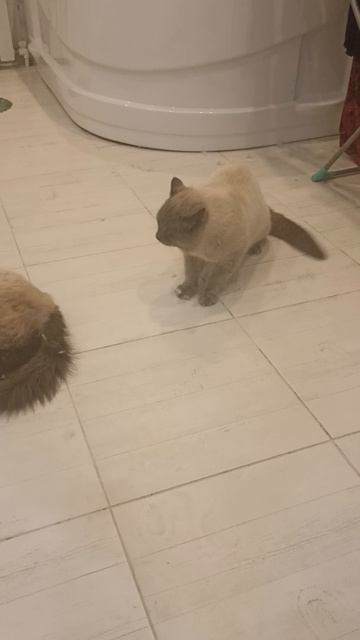 котики.mp4 смотреть онлайн
