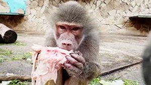 Так РАДЫ мясу! Люся пищит! Как угостить Маню, чтоб не забрали? Что с ГАМАДРИЛОВ взять - они не люди!