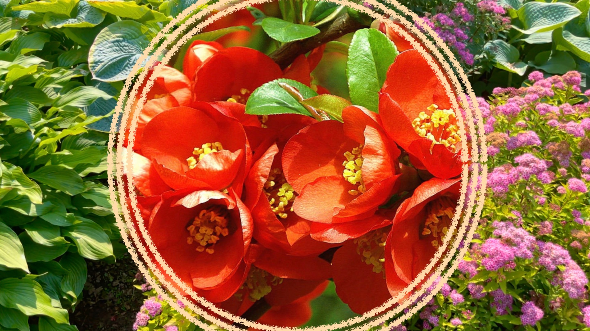 Кустарники для солнечных мест средней полосы.