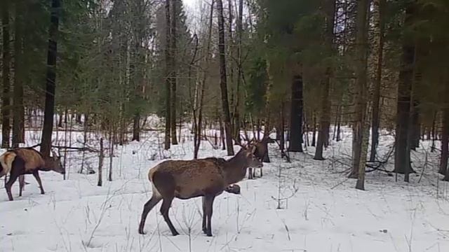 Олени зимой