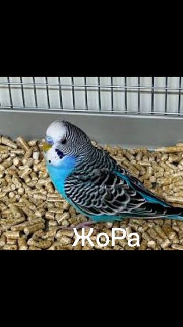 мои попугаи в реальной жизни смотреть онлайн