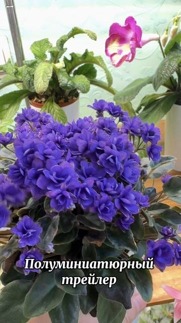 Фиалка “Sundown trail” - миниатюрный кустовой трейлер