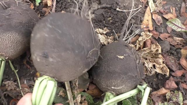 Черная редька описание, опыт выращивания.