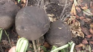 Черная редька описание, опыт выращивания.