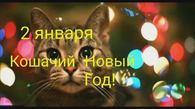 СЕГОДНЯ КОШАЧИЙ НОВЫЙ ГОД!ПОЗДРАВИМ НАШИХ ЛЮБИМЧИКОВ! смотреть онлайн