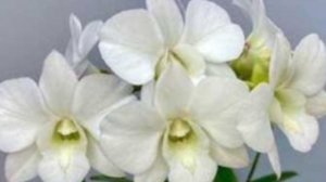 Обзор  Дендрофала Tailend Pearl White (ароматного) спустя 4 месяца после получения и посадки