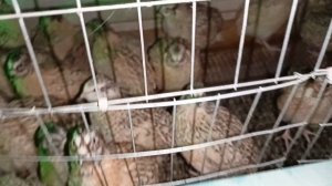 Переселение перепелов из брудера в клетки