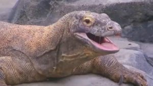 Кто победит: крокодил или комодский варан?