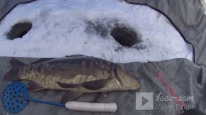 Зимняя ловля КАРПА. Рыба активно питается!