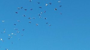 Tippler sport2025г.(молодёж).