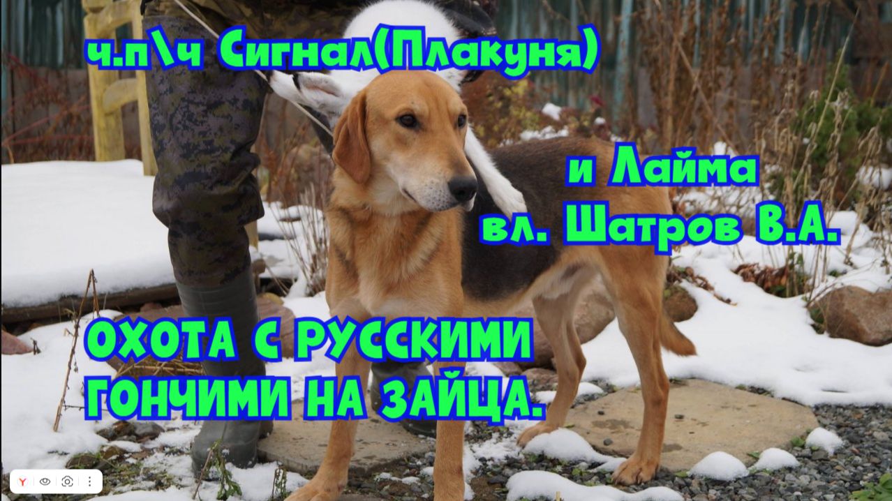 ОХОТА С РУССКИМИ ГОНЧИМИ НА ЗАЙЦА. ч.п\ч Сигнал(Плакуня) и Лайма вл. Шатров В.А.#охота#топ#hunting смотреть онлайн