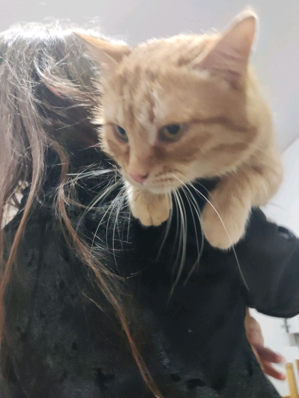 нету кота сегодня