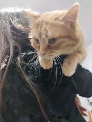 нету кота сегодня