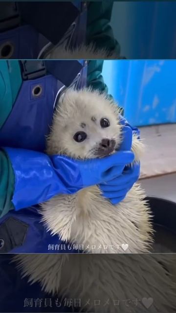 Мне ккпили тюленя Виталия)опис