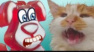 Желейная собака Стасик