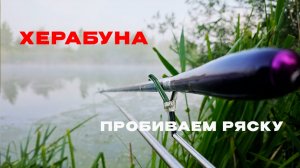 Кто живет под ряской? Тихий всплеск и чей-то хвост