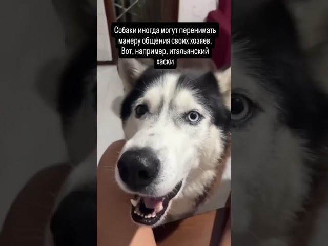 Итальянский хаски