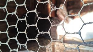 Новые жители в сельском дворике