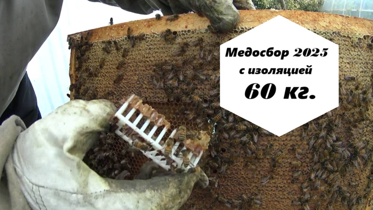 Медосбор 2025 года с изоляцией матки. смотреть онлайн