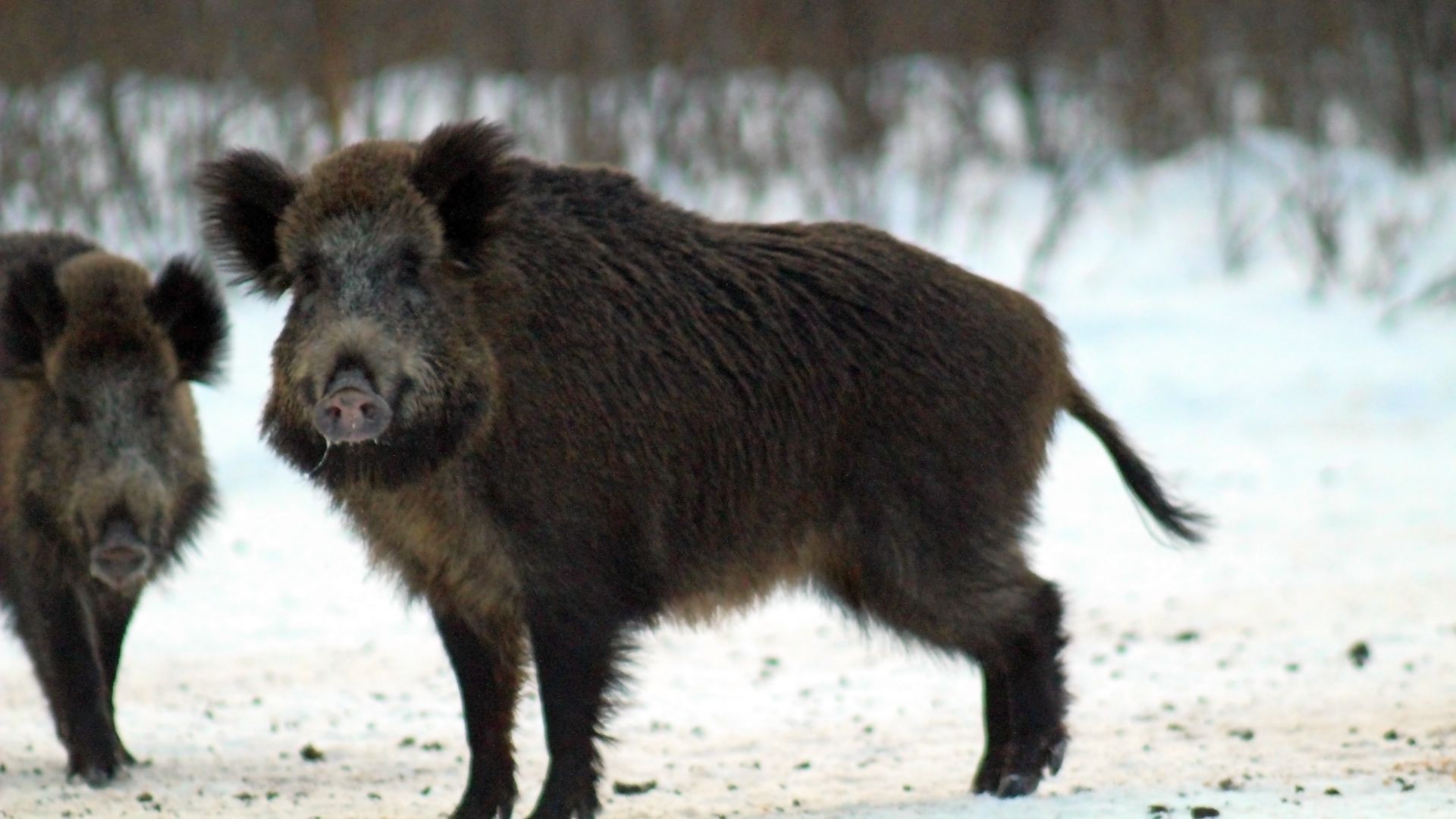 кабаны в зимнем лесу