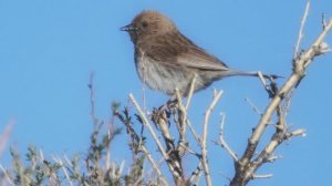 Звук природы: завораживающее пение Завирушки лесной на опушке леса