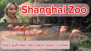 Зоопарк в Шанхае/Потрясающее место, где животные живут в гармонии с природой/Shanghai Zoo/