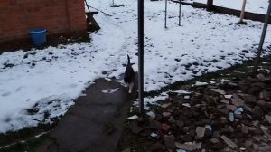 2 января, С наступившим 2026! 🎄⛄🌨😺😺😺