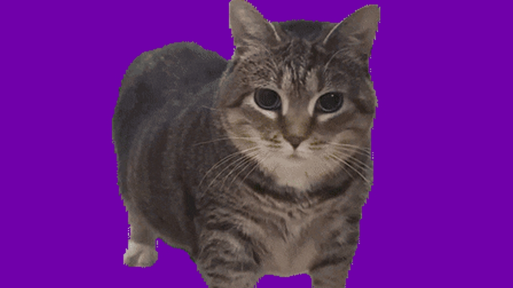 OIIAOIIA Cat ×K-POP DEMON HUNTERS