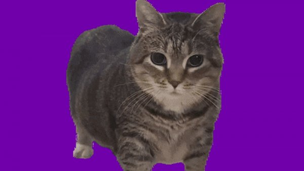 OIIAOIIA Cat ×K-POP DEMON HUNTERS