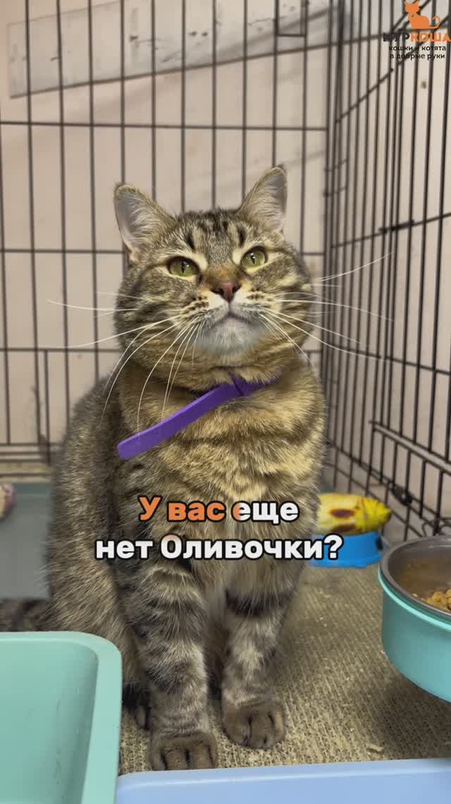 Оливочка ждёт вас в приюте #Муркоша смотреть онлайн