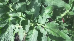 Томат Петруша огородник. №7. Очень много листьев! Как его формировать в теплице? 2019 год.