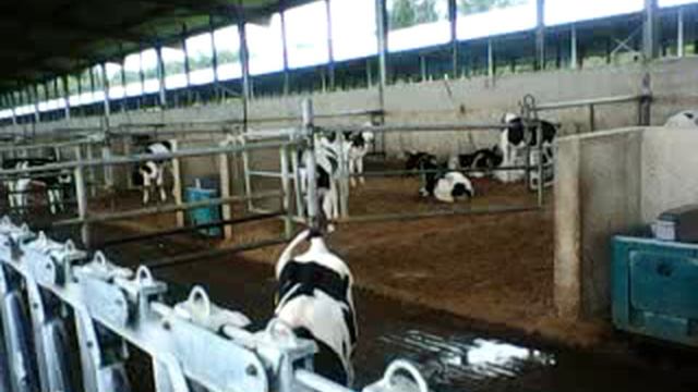 ЭКСКУРСИОННЫЙ БЛОГ НА ФЕРМУ ЭКО-НИВА (01.07.2025г) смотреть онлайн