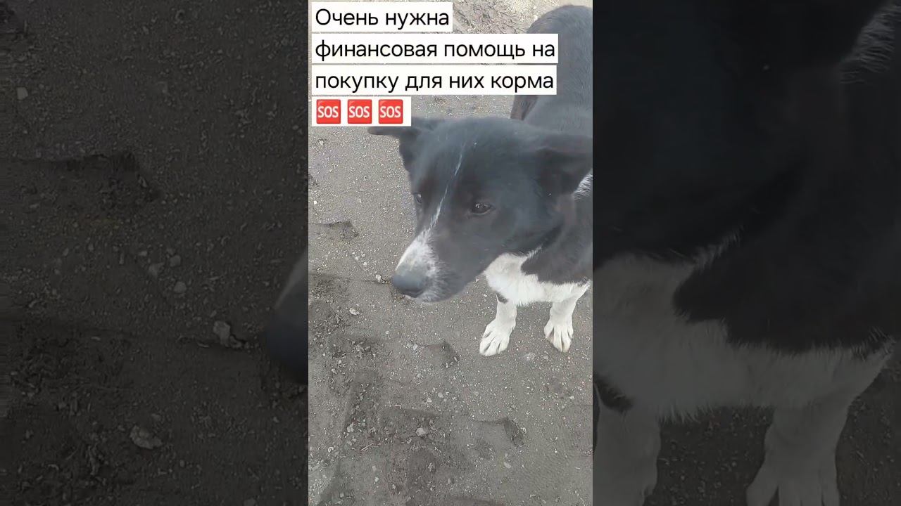 #бездомныеживотные #помощьбездомным #собака #собаки #бездомнаясобака