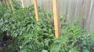 Томат Петруша огородник. №7. Не всем удается с первого раза! Обзор на улице 2021 год.