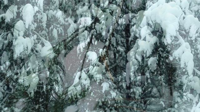 Снежный лес