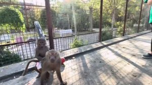 Снять с злой Люськи памперсы это еще та задача, Владу даже пришлось выйти из вольера!