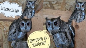 Построили домик цветочковым совам! Это на Новый Год!