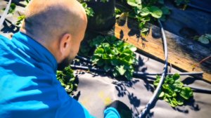 🍓  ОДНА ОЧЕНЬ БОЛЬШАЯ ПРОБЛЕМА СПАНБОНДА 🍓