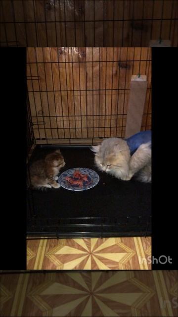 Сибирские котята от питомника Fulfilled Desire