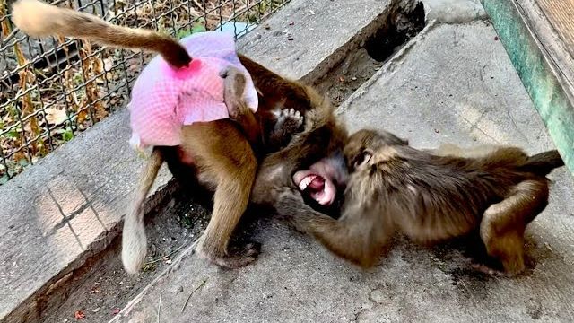 Вот это да! Люська ОЧЕНЬ ЖЕСТКО наказывает Степку за его агрессию по отношению к Тосе!!! смотреть онлайн