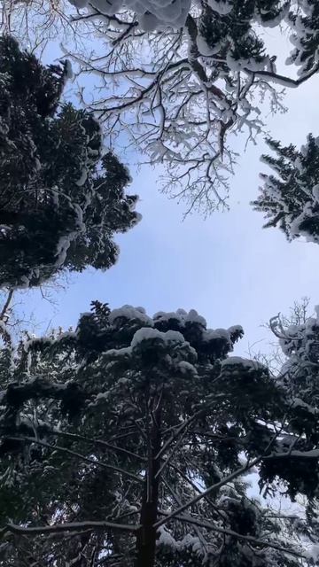 Ёлки снег небо