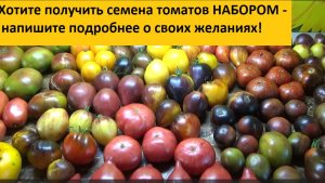 Отвечаю на вопросы зрителей о заказах семян томатов набором. 2 января 2026 года.