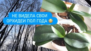 ПОЛ ГОДА не видела свои ОРХИДЕИ😮СМОТРИМ,ЧТО С НИМИ  #орхидеиуход #орхидеиобзор #фаленопсис #рязань