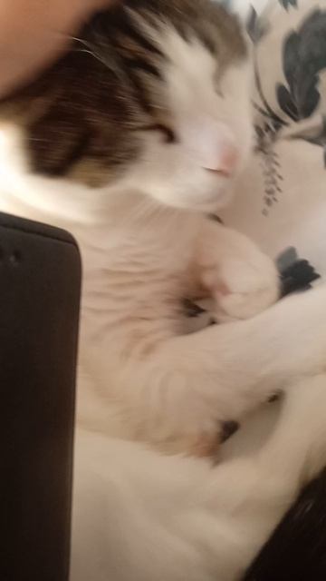 Милый кот смотреть онлайн